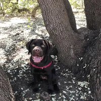 Hank, a  Labrador Retriever for sale in Valley Center, CA – Photo 4 of 7
