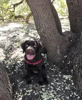 Hank, a  Labrador Retriever for sale in Valley Center, CA – Photo 4 of 7
