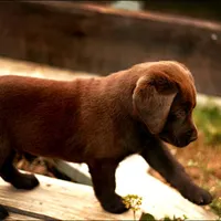 Hank, a  Labrador Retriever for sale in Valley Center, CA – Photo 2 of 7