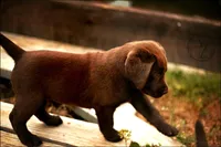 Hank, a  Labrador Retriever for sale in Valley Center, CA – Photo 2 of 7
