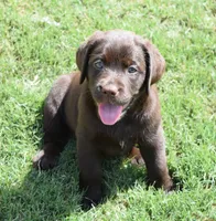 Hank, a  Labrador Retriever for sale in Valley Center, CA – Photo 1 of 7