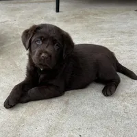 Hank, a  Labrador Retriever for sale in Valley Center, CA – Photo 3 of 7
