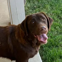 Hank, a  Labrador Retriever for sale in Valley Center, CA – Photo 6 of 7