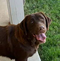 Hank, a  Labrador Retriever for sale in Valley Center, CA – Photo 6 of 7