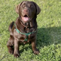 Hank, a  Labrador Retriever for sale in Valley Center, CA – Photo 5 of 7