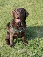 Hank, a  Labrador Retriever for sale in Valley Center, CA – Photo 5 of 7