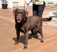 Hank, a  Labrador Retriever for sale in Valley Center, CA – Photo 7 of 7