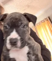 processed/1f232580-62da-442d-ba0a-e544a239266c/listing/00ef90e1-39c7-440d-9f23-8aac90b21cc1/98b60225-1e8f-4e2f-8739-2bb9d1c056ad