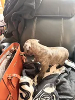 processed/1f232580-62da-442d-ba0a-e544a239266c/listing/0f083a3c-64f3-4ad6-95ab-68ea914b21e8/ec5d1b35-38ec-4fc2-8ac2-e587bf2b190b