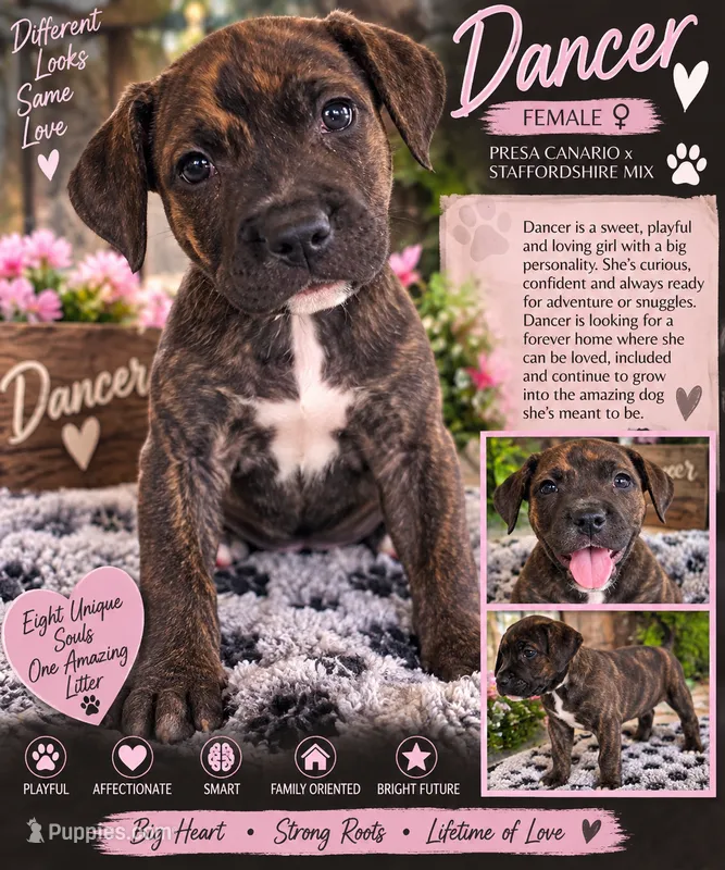Dancer  – American Staffordshire Terrier, Perro de Presa Canario puppy for sale in Mechanicsville, MD