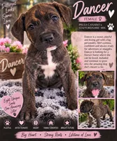 Dancer , a female American Staffordshire Terrier and Perro de Presa Canario for sale in Mechanicsville, MD – 1 of 2
