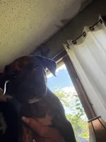 Dancer , a female American Staffordshire Terrier and Perro de Presa Canario for sale in Mechanicsville, MD – 2 of 2
