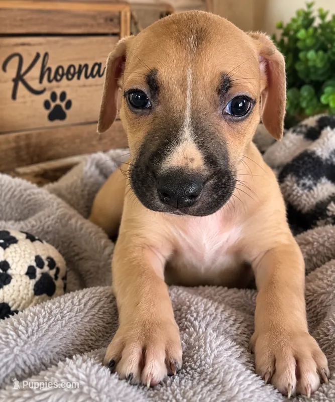 Khoona – American Staffordshire Terrier, Perro de Presa Canario puppy for sale in Mechanicsville, MD