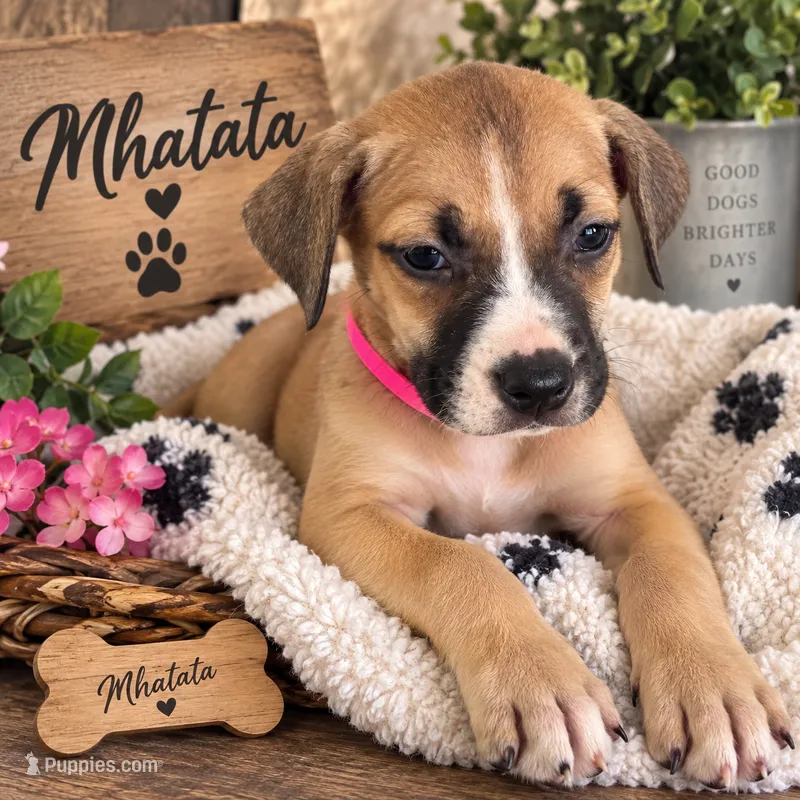 Mhatata – American Staffordshire Terrier, Perro de Presa Canario puppy for sale in Mechanicsville, MD