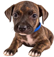 Chimney, a male American Staffordshire Terrier and Perro de Presa Canario for sale in Mechanicsville, MD – 1 of 2