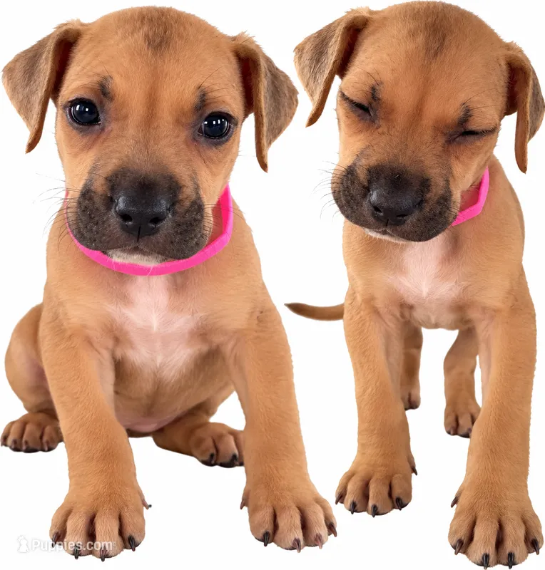 Smurfette – American Staffordshire Terrier, Perro de Presa Canario puppy for sale in Mechanicsville, MD