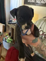 Patches, a male American Staffordshire Terrier and Perro de Presa Canario for sale in Mechanicsville, MD – 1 of 2