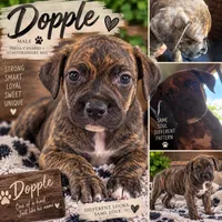 Dopple, a male American Staffordshire Terrier and Perro de Presa Canario for sale in Mechanicsville, MD – 2 of 2