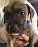 Chimney, a male American Staffordshire Terrier and Perro de Presa Canario for sale in Mechanicsville, MD – 2 of 2