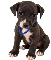 Patches, a male American Staffordshire Terrier and Perro de Presa Canario for sale in Mechanicsville, MD – 2 of 2