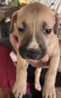 Khoona, a female American Staffordshire Terrier and Perro de Presa Canario for sale in Mechanicsville, MD – 2 of 2