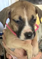 Mhatata, a female American Staffordshire Terrier and Perro de Presa Canario for sale in Mechanicsville, MD – 4 of 4