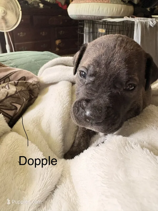 Dopple – American Staffordshire Terrier, Perro de Presa Canario puppy for sale in Mechanicsville, MD