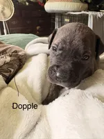 Dopple, a male American Staffordshire Terrier and Perro de Presa Canario for sale in Mechanicsville, MD – 1 of 2
