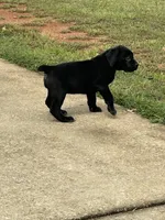 Pepper, a female Boerboel for sale in Stockbridge, GA – 5 of 7