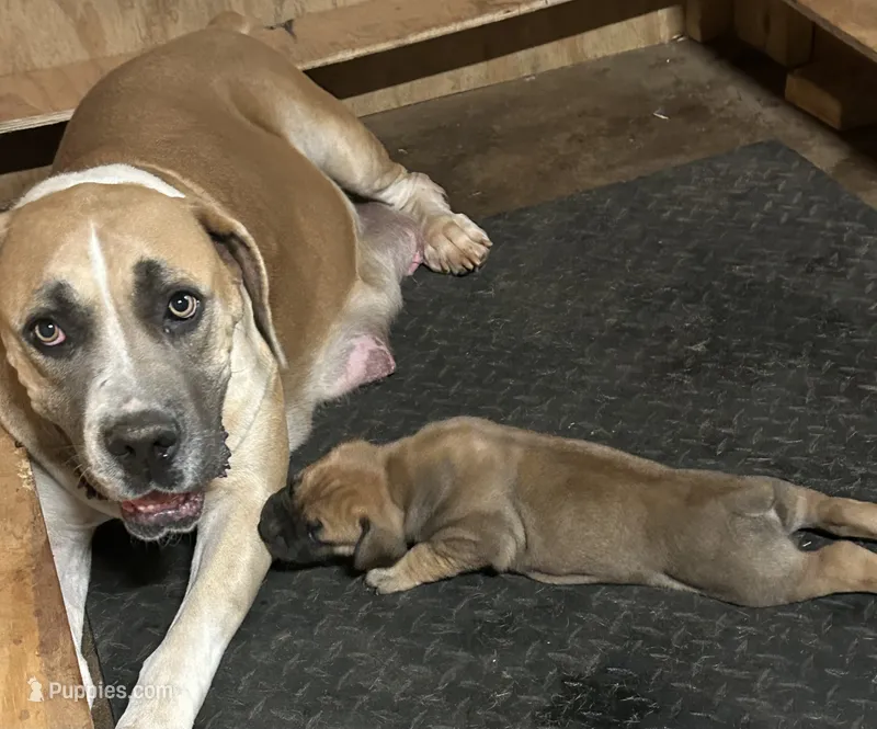 Cinnamon  – Boerboel puppy for sale in Stockbridge, GA