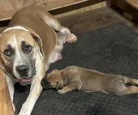 Cinnamon , a female Boerboel for sale in Stockbridge, GA – 1 of 6