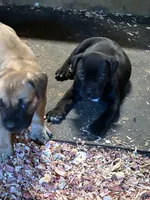 Pepper, a female Boerboel for sale in Stockbridge, GA – 2 of 7