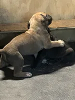 Cinnamon , a female Boerboel for sale in Stockbridge, GA – 3 of 6