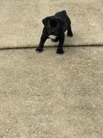 Pepper, a female Boerboel for sale in Stockbridge, GA – 6 of 7