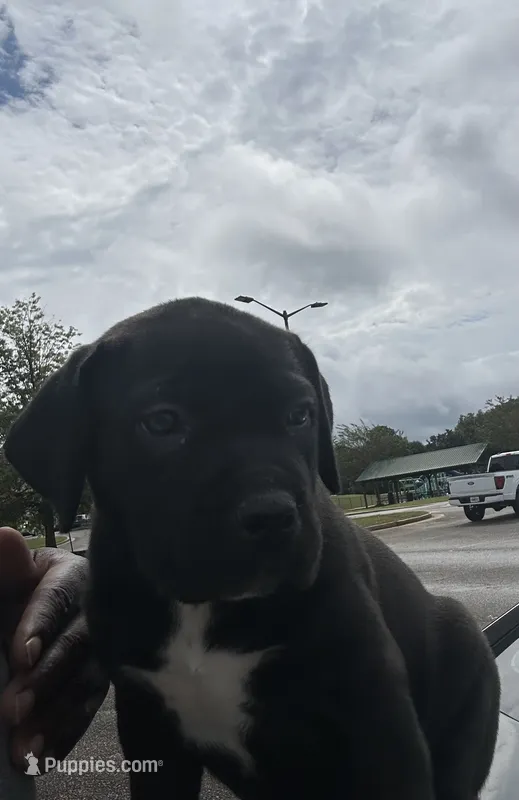 Pepper – Boerboel puppy for sale in Stockbridge, GA