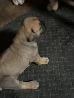 Cinnamon , a female Boerboel for sale in Stockbridge, GA – 4 of 6