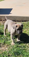 Coffee , a female Boerboel for sale in Stockbridge, GA – Photo 2 of 2