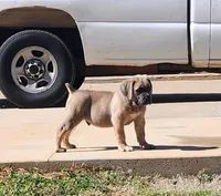 Coffee , a female Boerboel for sale in Stockbridge, GA – Photo 1 of 2