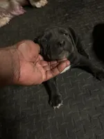 Pepper, a female Boerboel for sale in Stockbridge, GA – 3 of 7