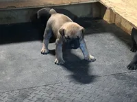 Cinnamon , a female Boerboel for sale in Stockbridge, GA – 6 of 6