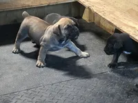 Cinnamon , a female Boerboel for sale in Stockbridge, GA – 5 of 6