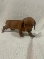 Little Red, a female Miniature Dachshund for sale in Pasadena, TX – 2 of 2