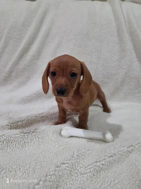Little Red – Miniature Dachshund puppy for sale in Pasadena, TX