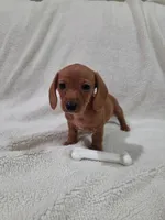 Little Red, a female Miniature Dachshund for sale in Pasadena, TX – 1 of 2