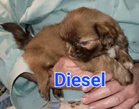 Diesel , a male Shih Tzu for sale in Columbia, SC – Photo 1 of 8