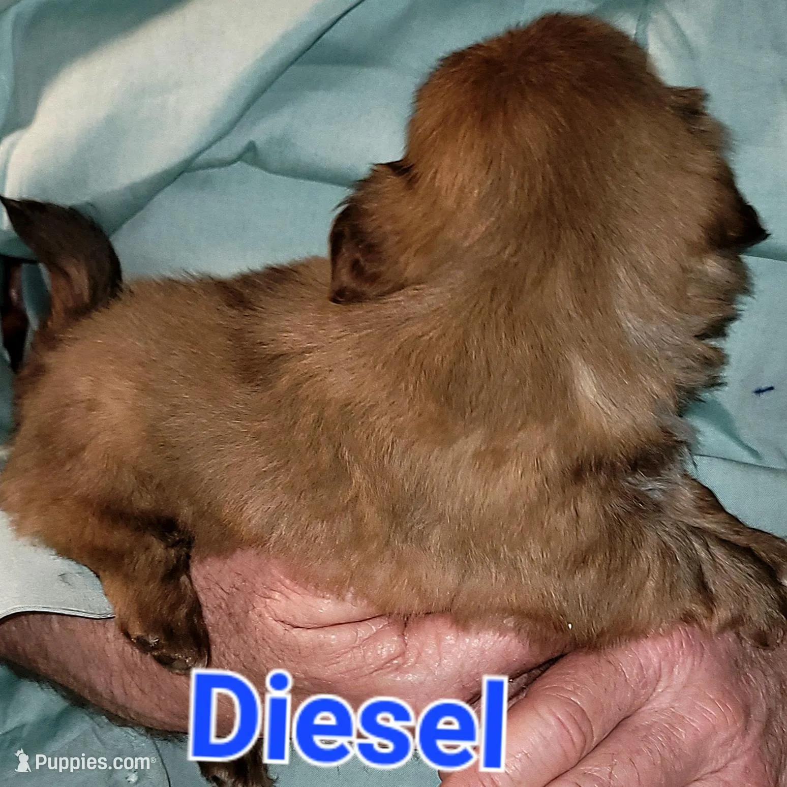 Diesel , a male Shih Tzu for sale in Columbia, SC – Photo 2 of 8