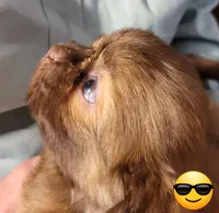 Diesel , a male Shih Tzu for sale in Columbia, SC – Photo 5 of 8