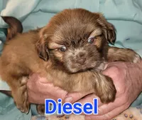 Diesel , a male Shih Tzu for sale in Columbia, SC – Photo 3 of 8