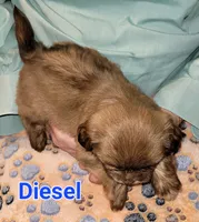 Diesel , a male Shih Tzu for sale in Columbia, SC – Photo 4 of 8