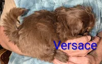 Versace , a male Shih Tzu for sale in Columbia, SC – 4 of 5